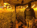 Detenidas en Toledo 8 personas por cultivo y tráfico de marihuana