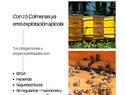 Programa Bee Green II edición: Formación en Apicultura sostenible para personas trabajadoras