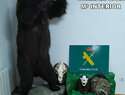 La Guardia Civil incauta en Burujón un oso pardo y una cabeza de lobo ibérico disecados