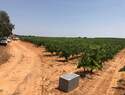 La Confederación Hidrográfica del Júcar, O.A., lleva a cabo una redada para la detección de cultivos con riegos ilegales