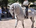 La tradición ecuestre en Ciudad Real vuelve con las XXVI edición del pasacalles de feria