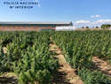 Desmantelada en Toledo dos macroplantaciones de marihuana y evita que lleguen al mercado ilícito diez toneladas de "Cannabis"
