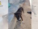 El SEPRONA investiga el abandono de un perro atado a una viga en plena ola de calor en Valdepeñas