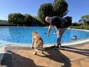 Albacete celebra la novena edición del ‘Piscican’ con baño inclusivo para mascotas y dueños