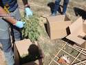 Intervenidas 12.000 plantas de marihuana en una finca de Sonseca dedicada a un falso cultivo de cáñamo industrial
