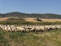 Castilla-La Mancha destina seis millones a mejorar el bienestar animal en explotaciones ganaderas durante 2025