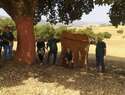 Desempleados de Viso del Marqués realizan labores de descorche y aprovechamiento forestal en la Sierra viseña