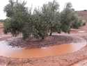 Las borrascas “Elsa” y “Fabián” causan estragos en  plena campaña olivarera de Castilla-La Mancha