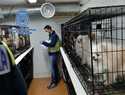 Rescatados 270 perros tras desmantelar en Madrid dos criaderos ilegales de chihuahuas