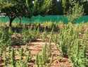 Desarticulado un grupo criminal dedicado al cultivo de marihuana en varias fincas rústicas de Fernán Caballero y alrededores