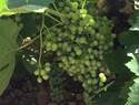  Los agricultores de Villarrubia de los Ojos están detectando que las cosechas de uva y aceituna podrían ser inferiores a las pasadas