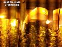 imagen de Desmantelan una plantación indoor con 1000 plantas de marihuana y detiene a una persona