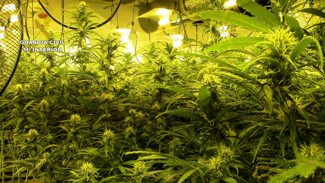 La Guardia Civil desmantela dos plantaciones de alto rendimiento de marihuana en Santa Olalla y detiene a 5 personas