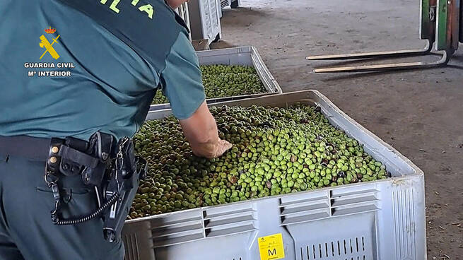 La Guardia Civil activa un operativo especial contra el robo de aceituna y aceite en plena campaña olivarera