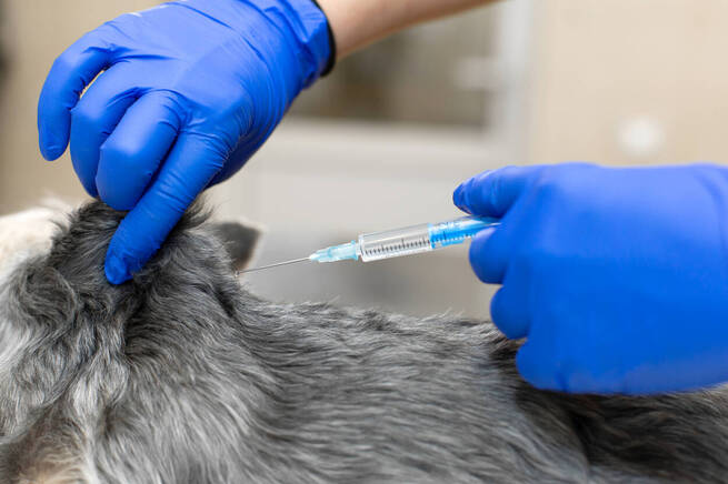 Los veterinarios de Toledo alertan sobre el riesgo real de la rabia tras el fallecimiento de un ciudadano español