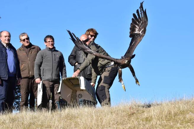 Castilla-La Mancha refuerza sus poblaciones de águilas con la liberación de tres ejemplares equipados con GPS en Ciudad Real