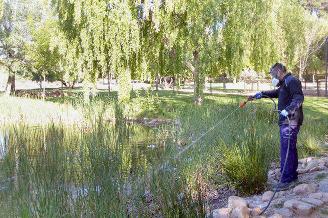 Expertos alertan de posibles plagas de mosca negra a causa de la ola de calor