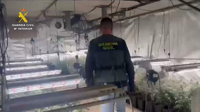 Detenidas 55 personas que componían un grupo criminal dedicado al cultivo de cannabis sátiva