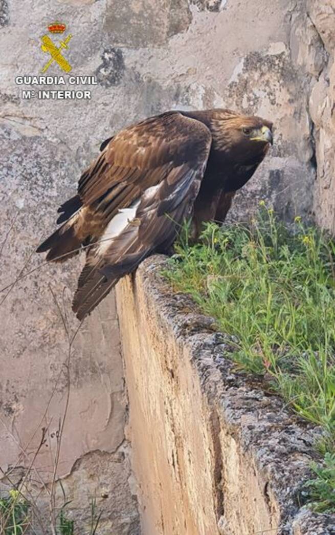 SEPRONA rescata un águila real herida por un perdigón en Alcázar de San Juan y abre investigación por delito ambiental