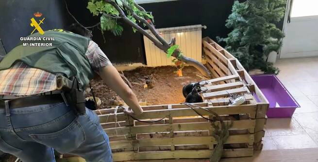 La Guardia Civil interviene casi 500 animales exóticos en un falso refugio de Ávila