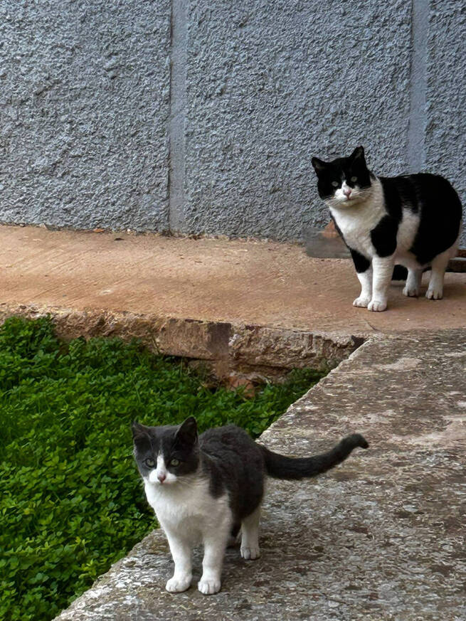 Azuqueca inicia la entrega de permisos provisionales para cuidadores de colonias felinas