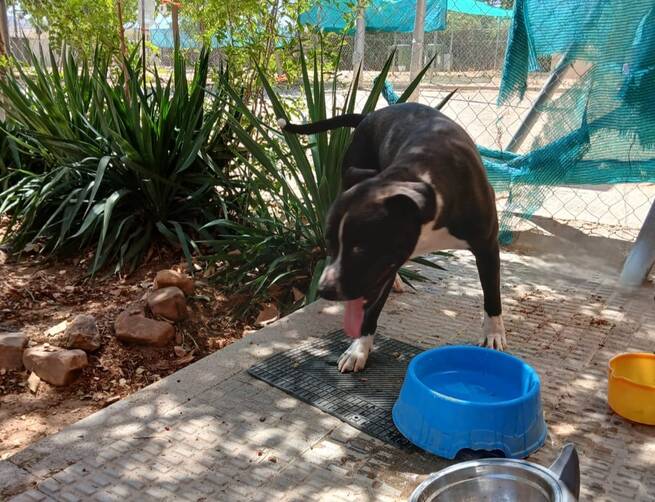 Ares, el perro abandonado a pleno sol en Valdepeñas, encuentra una segunda oportunidad en el Centro Municipal Canino