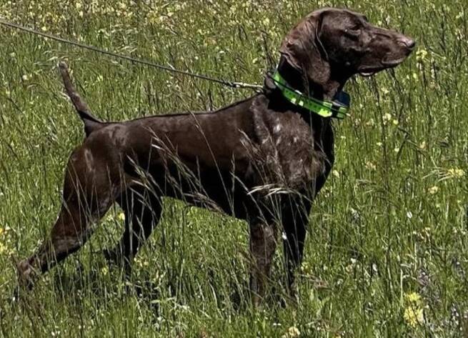 Secuestrado en Toledo el perro campeón de Italia 'Atos del Poggetto' durante un entrenamiento en Fuensalida