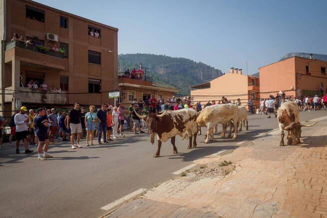 Bogarra revive su tradición taurina con el primer encierro de las fiestas de San Sebastián
