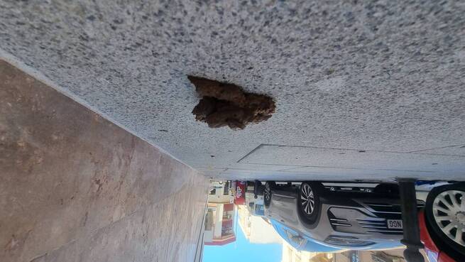 Valdepeñas tramitó 103 sanciones por excrementos caninos en la vía pública durante 2024 y 2025