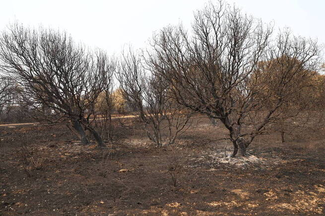 Colectivos agrícolas vinculan los incendios a políticas restrictivas en lugar del cambio climático