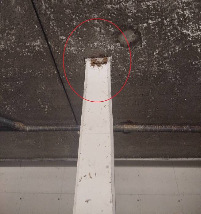 La Guardia Civil investiga a un hombre por destruir diez nidos de golondrinas con crías en Toledo