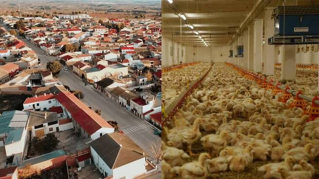 Alarma vecinal por una macrogranja de 738.000 pollos anuales a 600 metros de viviendas en Cuenca