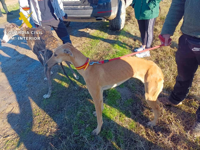 Guardia Civil investiga a seis personas por caza furtiva con galgos en Velada (Toledo)