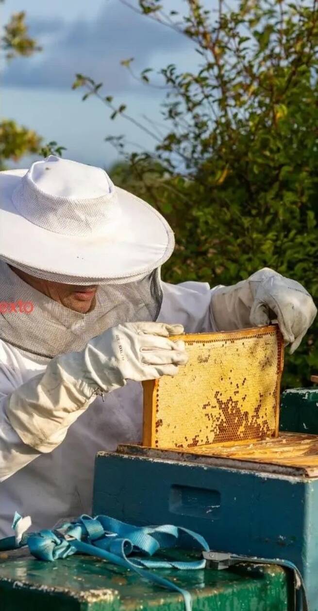 Bee Green cierra con éxito dos ediciones formando a 60 profesionales en apicultura sostenible y comercialización digital.