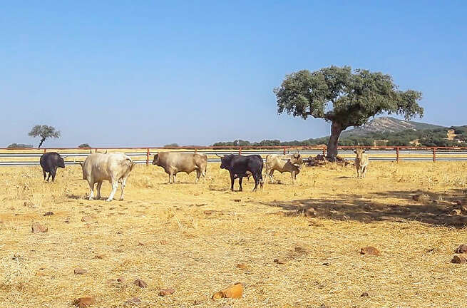 El Ayuntamiento de Brazatortas otorga ayudas directas a las ganaderías de bravo afincadas en el municipio