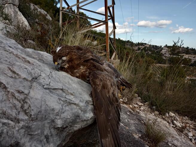 Según SAO, la Delegación Provincial de Desarrollo Sostenible de Albacete ha propuesto sancionar a I-DE (Iberdrola) con cuatro millones de euros por la electrocución de dos águilas imperiales en Alcaraz y en El Bonillo