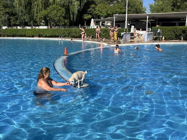 Albacete celebra la novena edición del ‘Piscican’ con baño inclusivo para mascotas y dueños