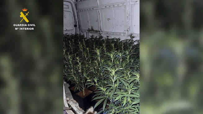 Dos detenidos en Toledo por transportar 124 plantas de marihuana en una furgoneta
