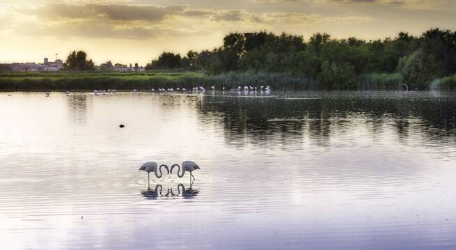 Siete grupos de desarrollo rural impulsan la segunda fase del proyecto para la Reserva de la Biosfera de La Mancha Húmeda