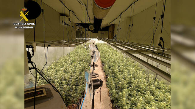 Desmantelado un cultivo de 1.200 plantas de marihuana en una vivienda de Erustes (Toledo)