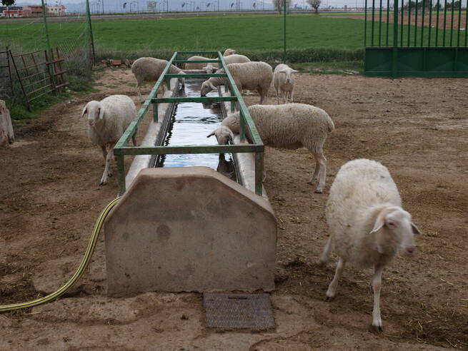 Veterinarios de Castilla-La Mancha instan a vacunar el ganado ante el riesgo creciente de lengua azul