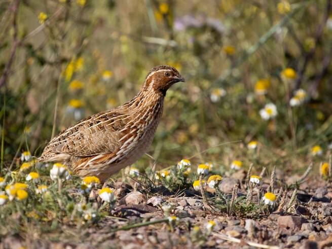 Castilla-La Mancha reanuda la caza de la tórtola europea tras cuatro años de moratoria