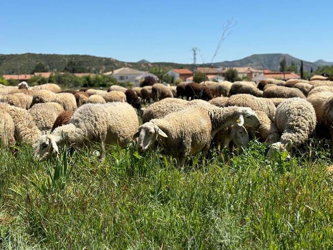 ASAJA Castilla-La Mancha alerta: "Sin compensaciones urgentes, la ganadería regional colapsará"