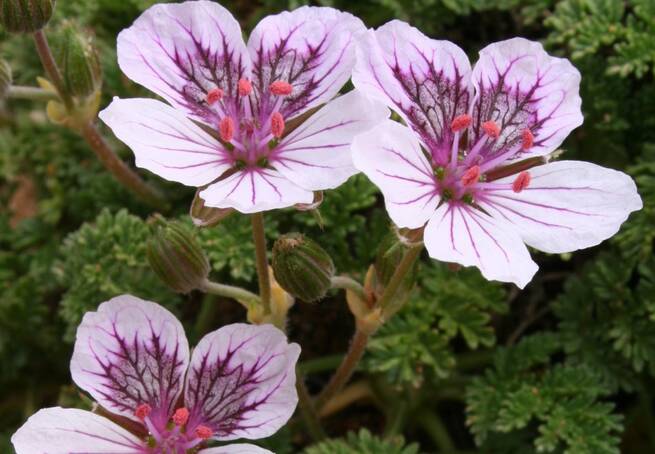 El IRIAF presenta sus avances en gestión de biodiversidad botánica de la provincia Cuenca y en el potencial agronómico de nuevas especies de aromáticas