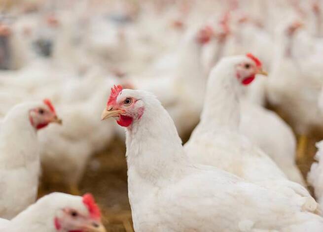 Detectado un foco de gripe aviar en una granja de gallinas ponedoras de Yeles con 110.000 animales
