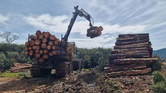 Castilla-La Mancha fortalece la gestión pública de montes con ayudas para mejorar competitividad del sector