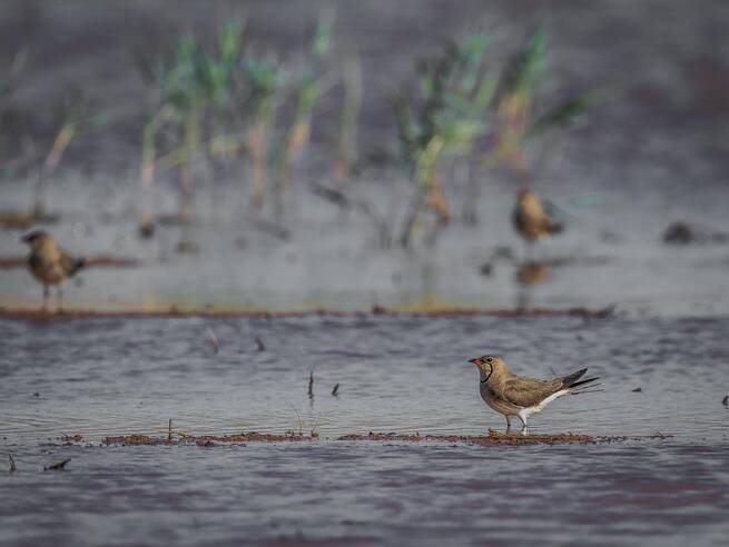 Castilla-La Mancha celebra el Día Mundial de los Humedales con rutas y concurso fotográfico