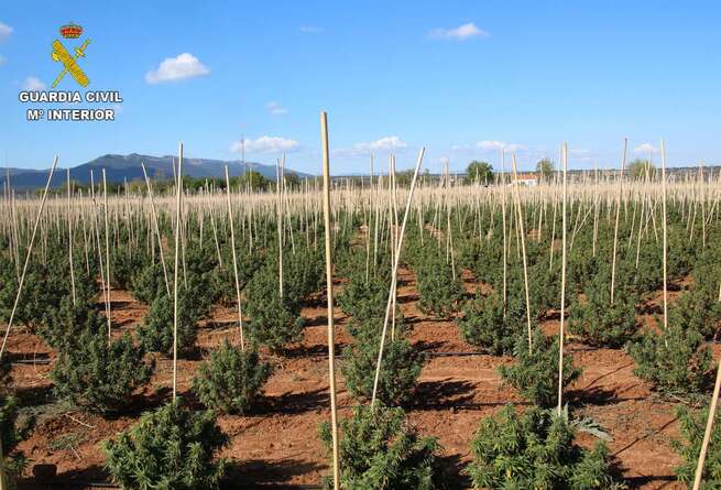 Intervenidas 12.000 plantas de marihuana en una finca de Sonseca dedicada a un falso cultivo de cáñamo industrial