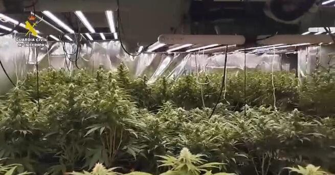 Detenidas cinco personas tras desmantelar dos plantaciones indoor en dos viviendas en Yeles (Toledo)