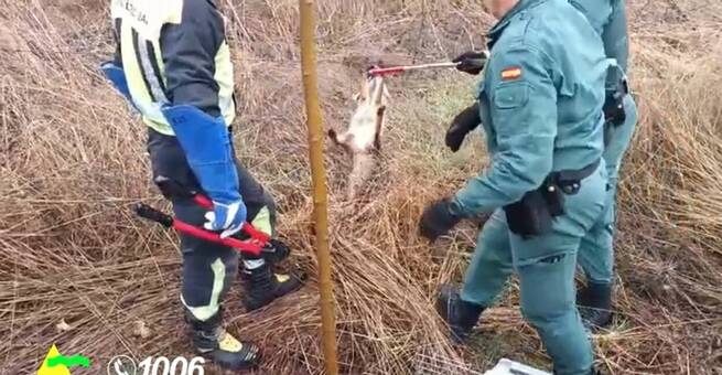 Bomberos y SEPRONA liberan a un zorro atrapado en una alambrada de la Vía Verde de Ciudad Real